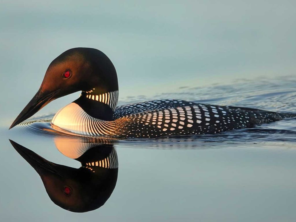 Common Loon swimming in calm water, with reflection below