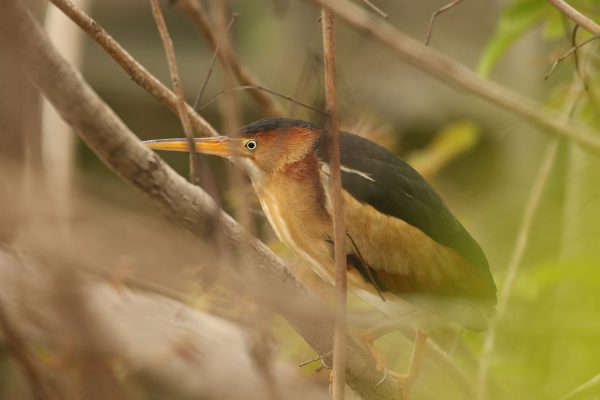 Least Bittern with tree branches in front of it