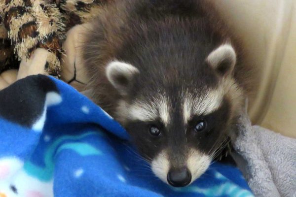 raccoon laying on blanket