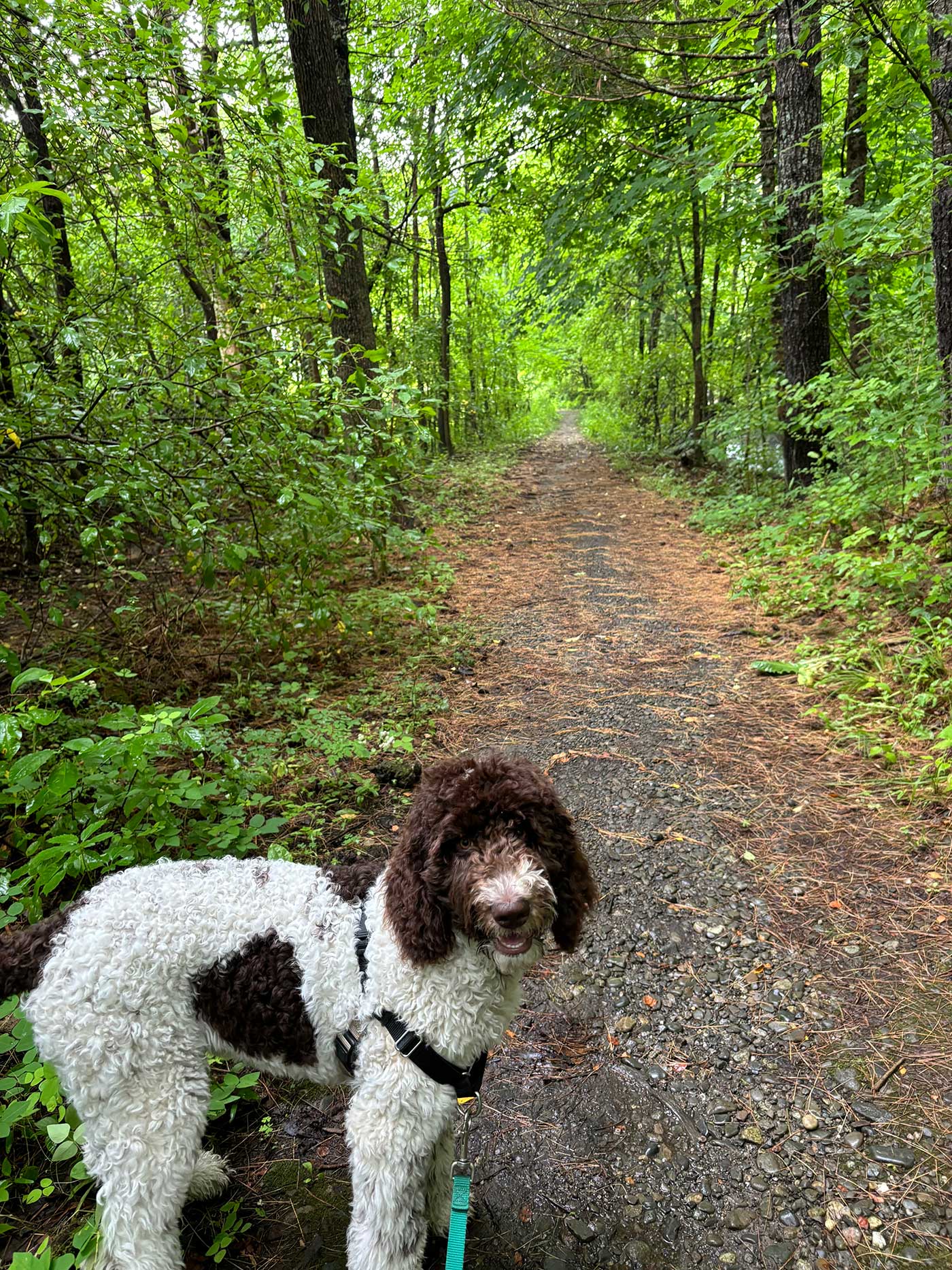 dog on leash standing on nature trail surrounded by green trees