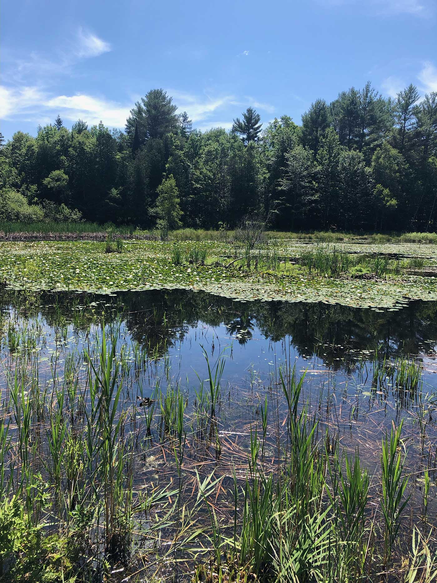 Cornville fire pond with water lilies in it