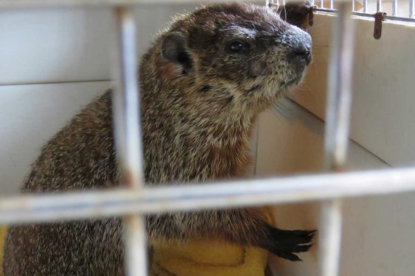 woodchuck in crate
