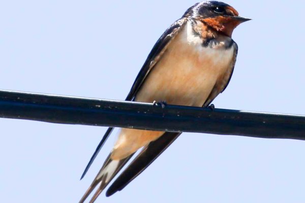 Barn Swallow