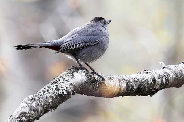 Gray Catbird