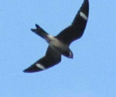 Bird flying through air with bright blue sky