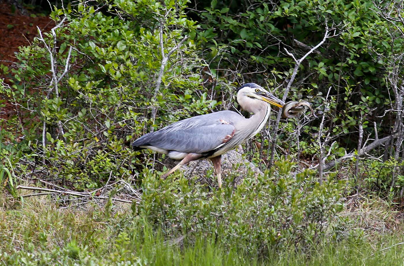 Great Blue Heron eating eel