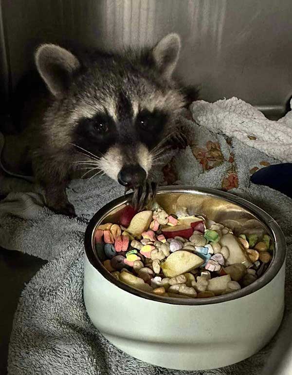 raccoon with food 