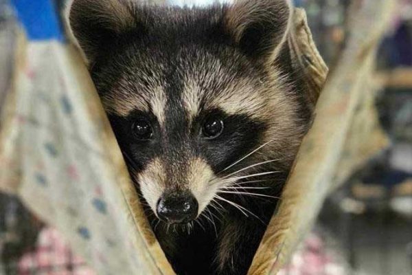 raccoon looking at camera