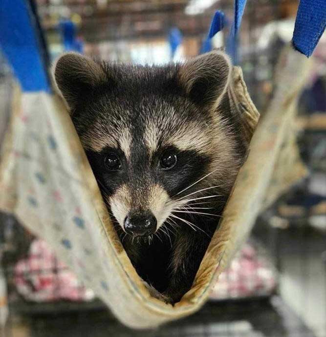 raccoon looking at camera