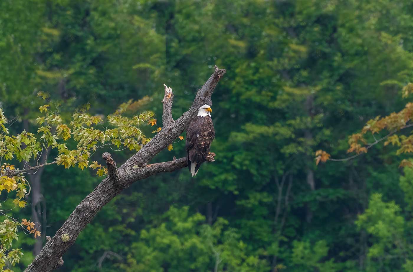 Bald Eagle in tree