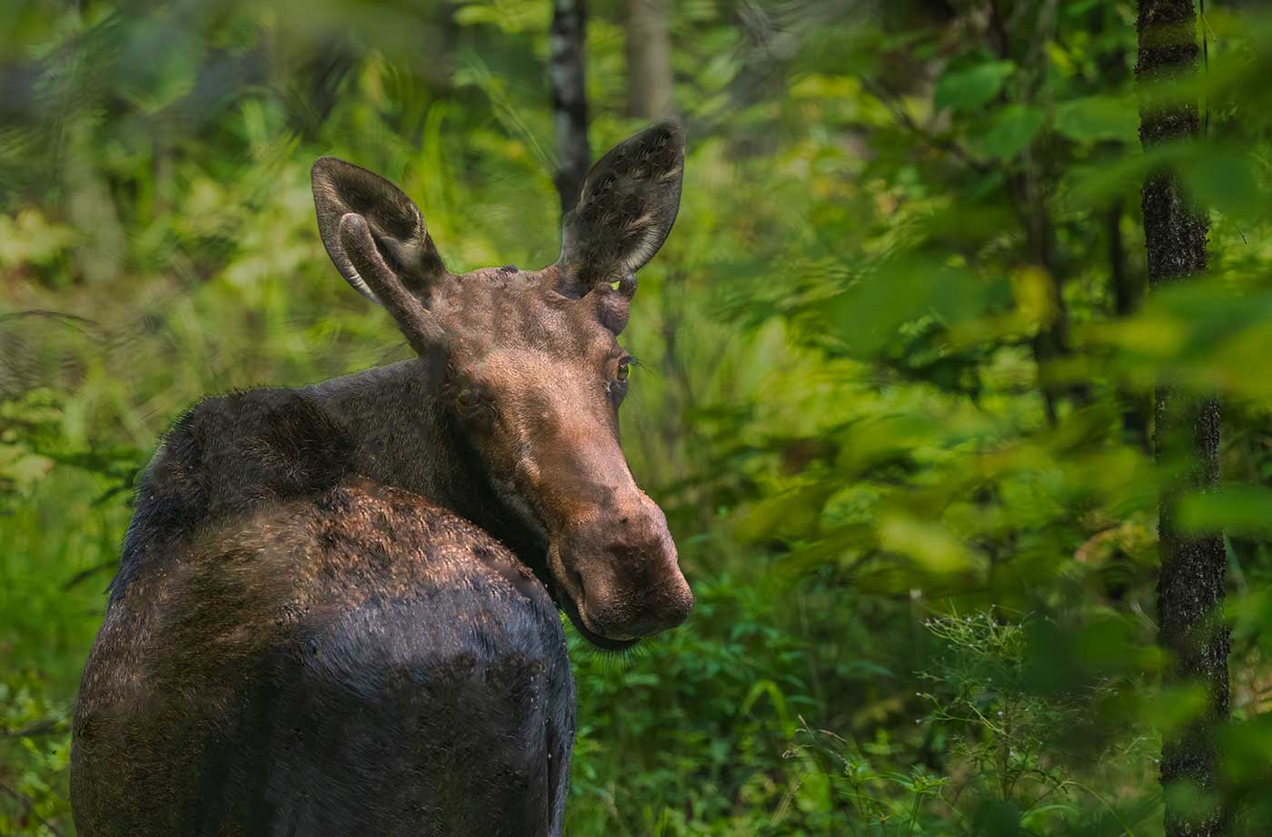 moose looking over its shoulder