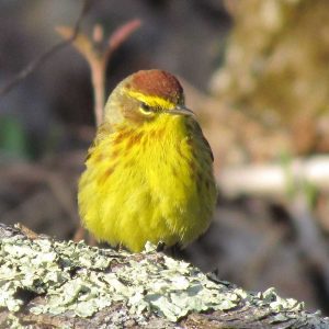 yellow bird facing right, sitting on tree branch