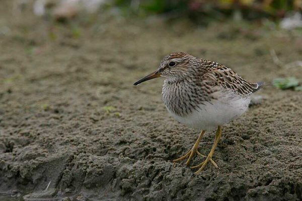 sandpiper facing right standing on sand