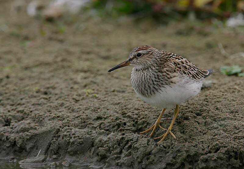 sandpiper facing right standing on sand