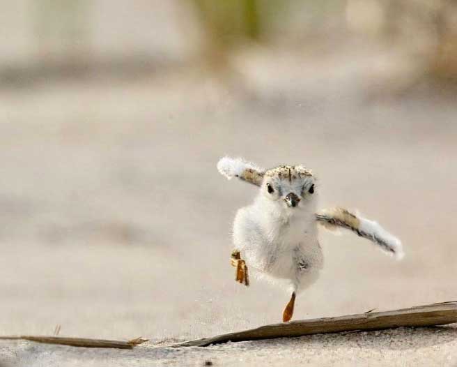 bird running along sand with wings out