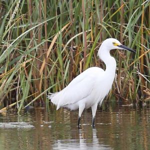 Snowy Egret standing in water with grass behind it