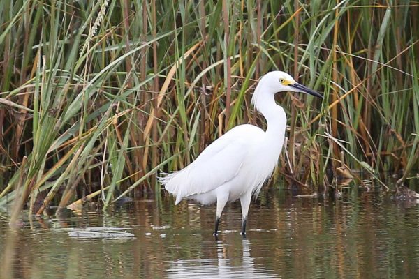 Snowy Egret standing in water with grass behind it