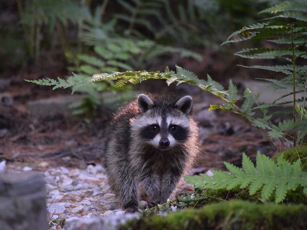 baby raccoon walking in woods toward camera