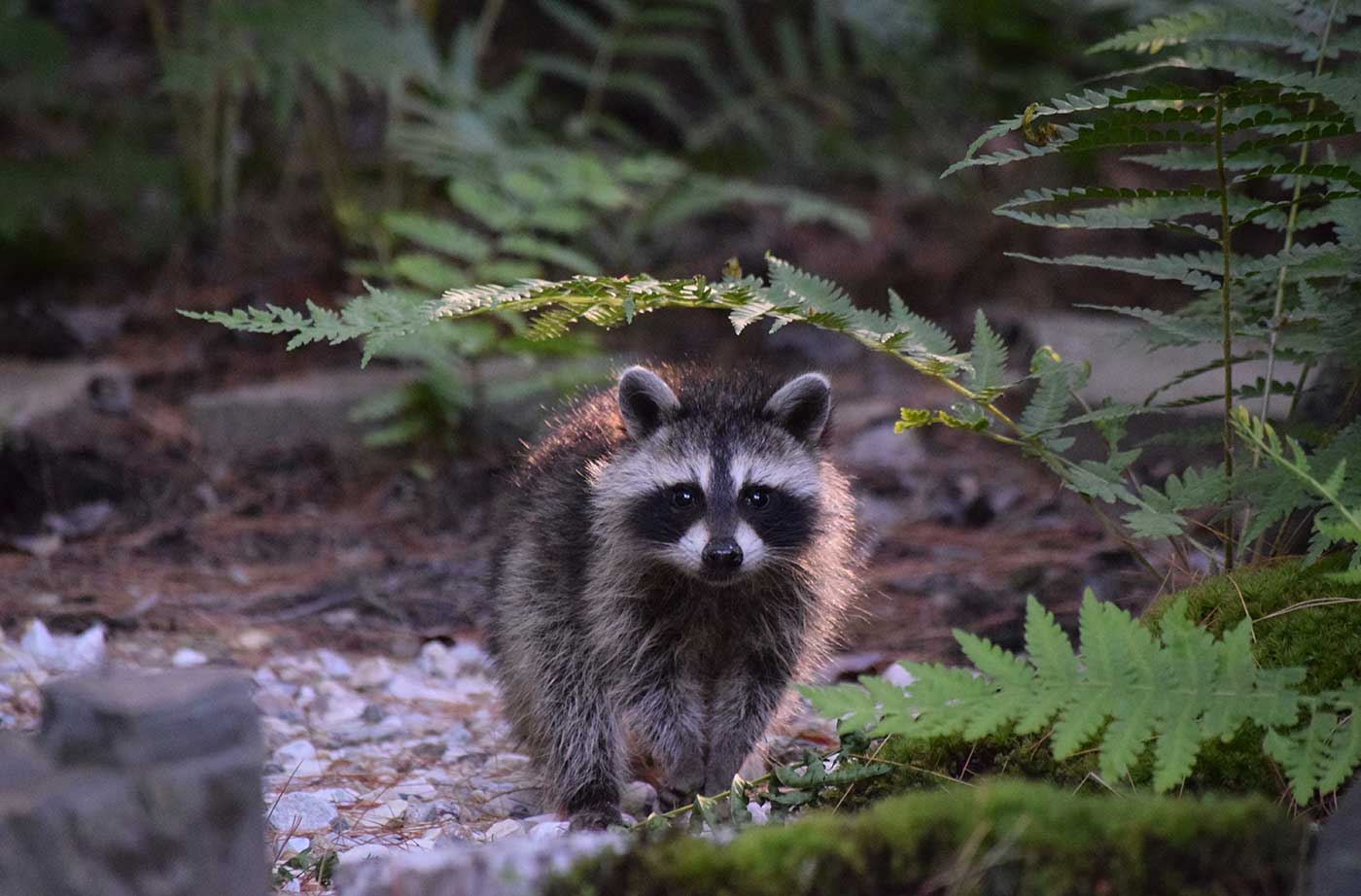 baby raccoon walking in woods toward camera