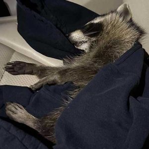 raccoon in car seat