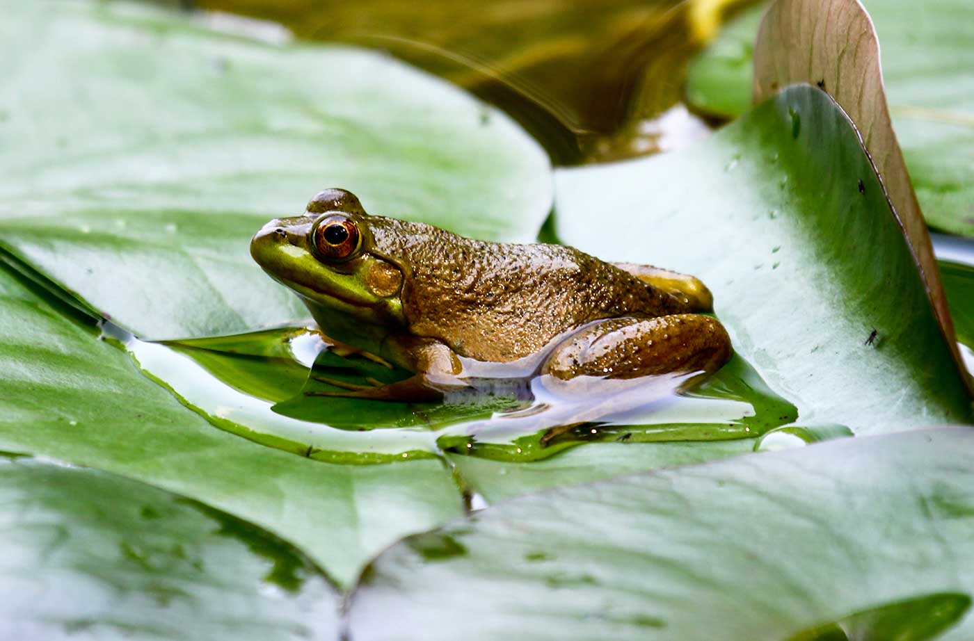 frog on lily pad