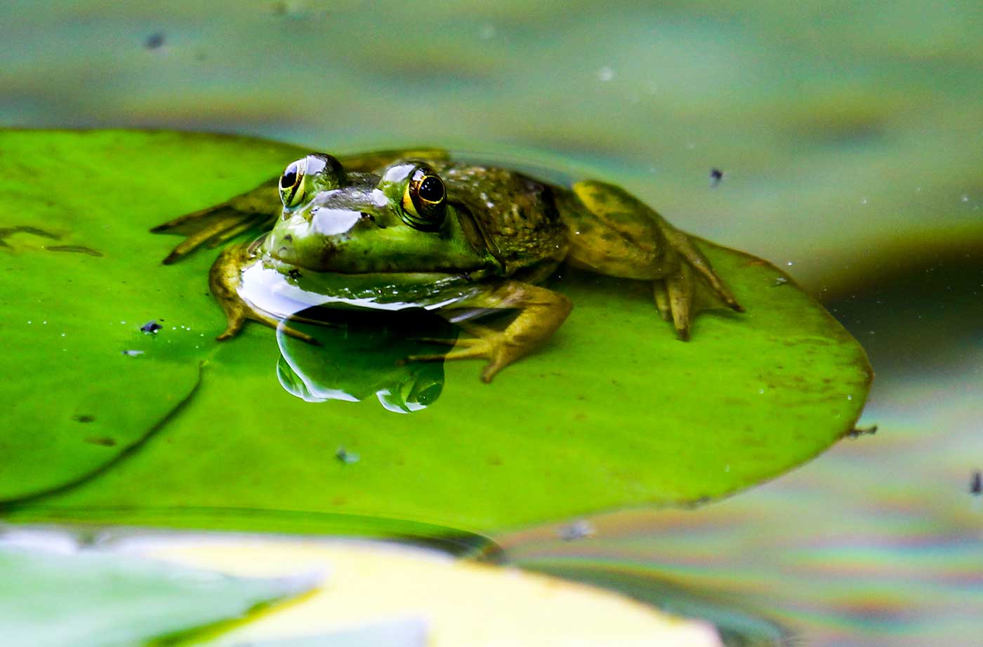 frog on lily pad