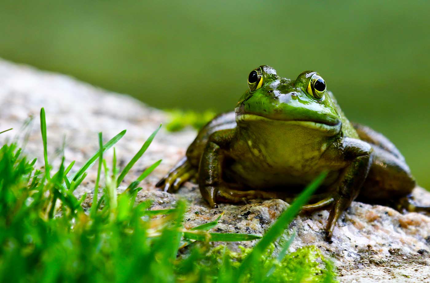 frog staring at camera behind some grass