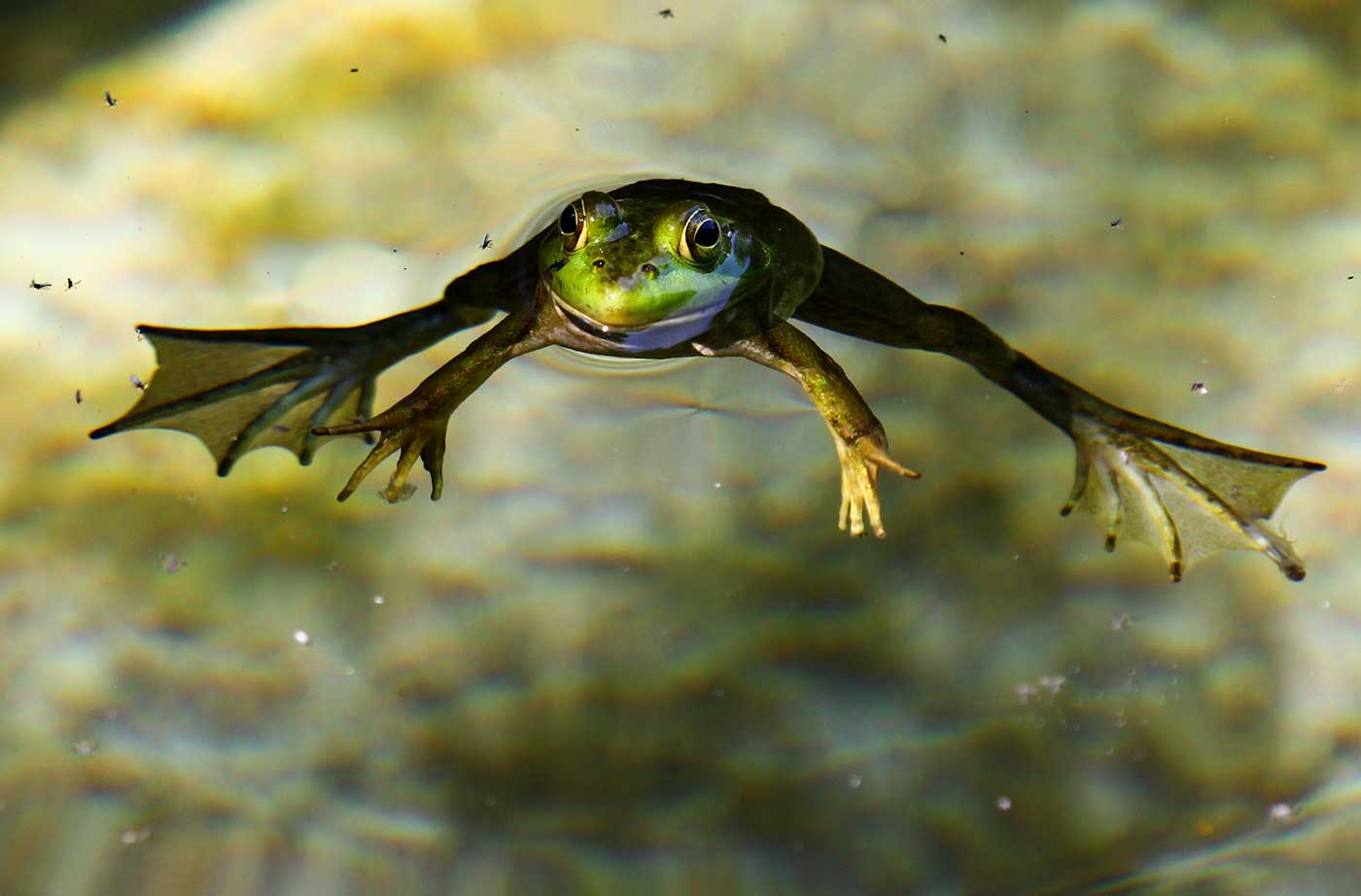 frog floating in water