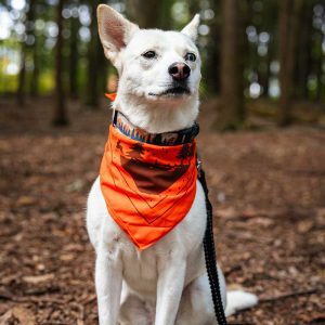 dog wearing bandana