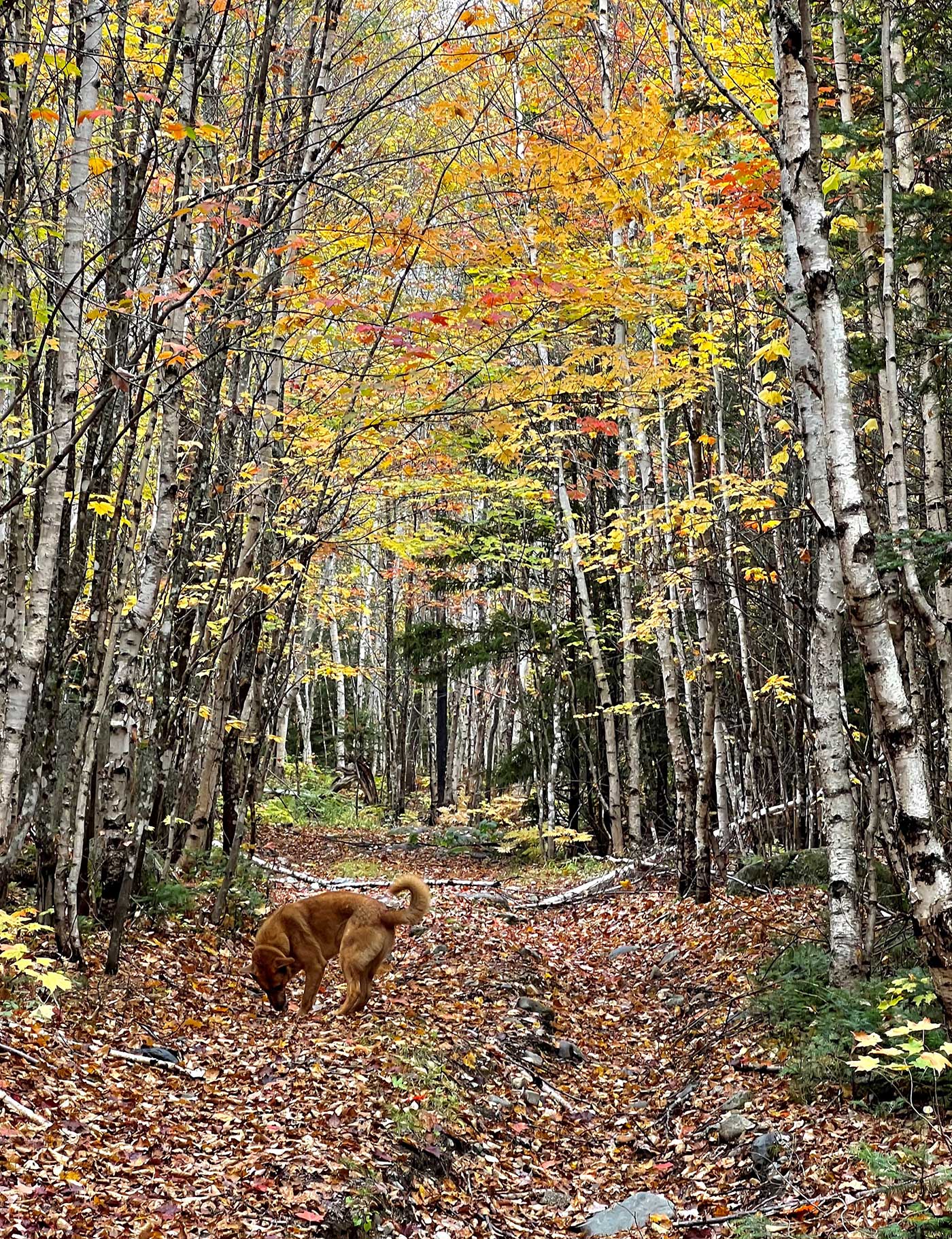 dog sniffing ground of leaf-covered trail in woods