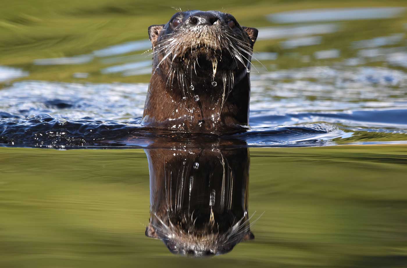 one river otter coming up out of the water - close up of its face and whiskers