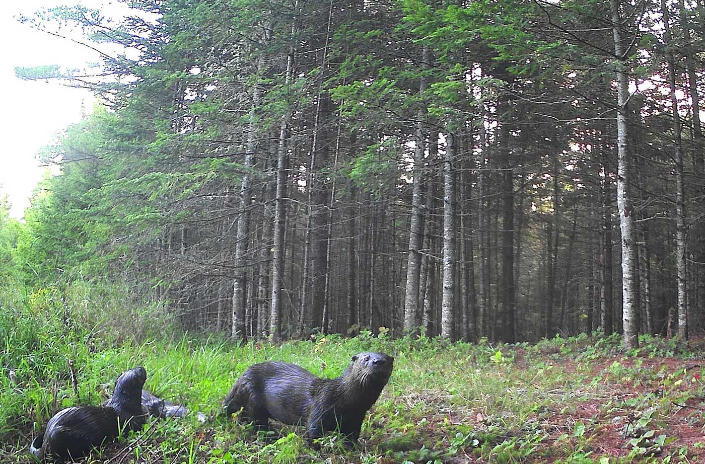 river otters walking on grass with forest behind