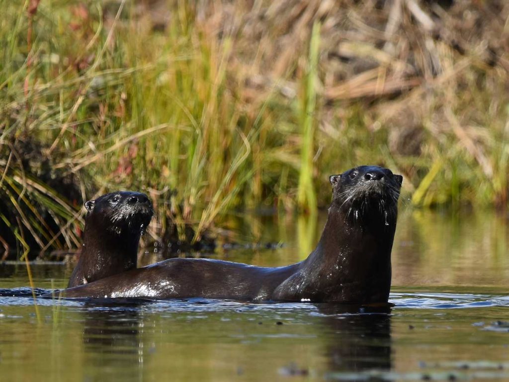 River otters in water