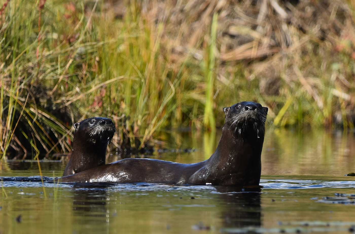 River otters in water