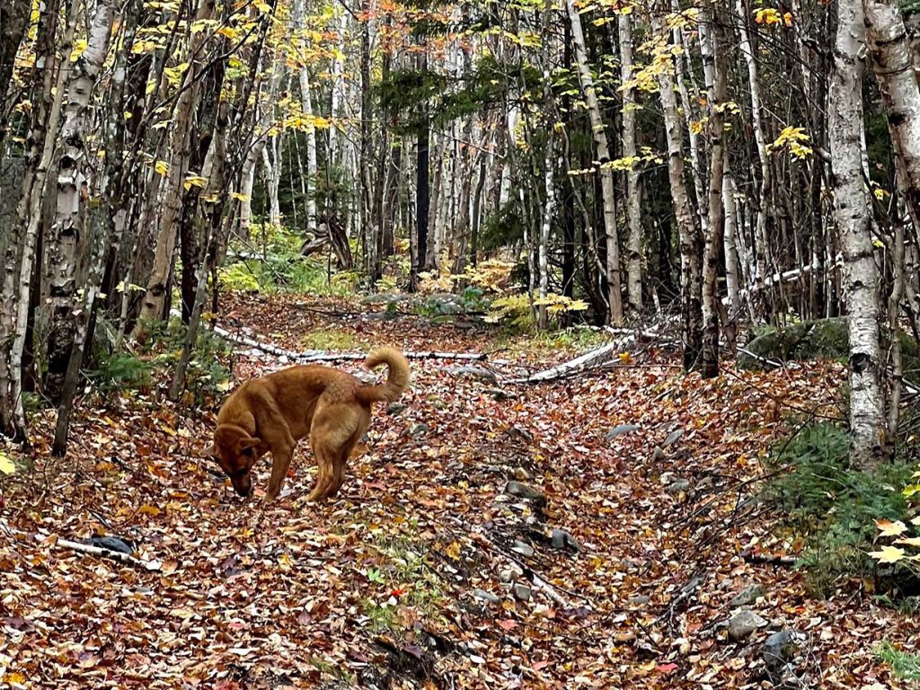 dog walking on leaf-covered trail through woods