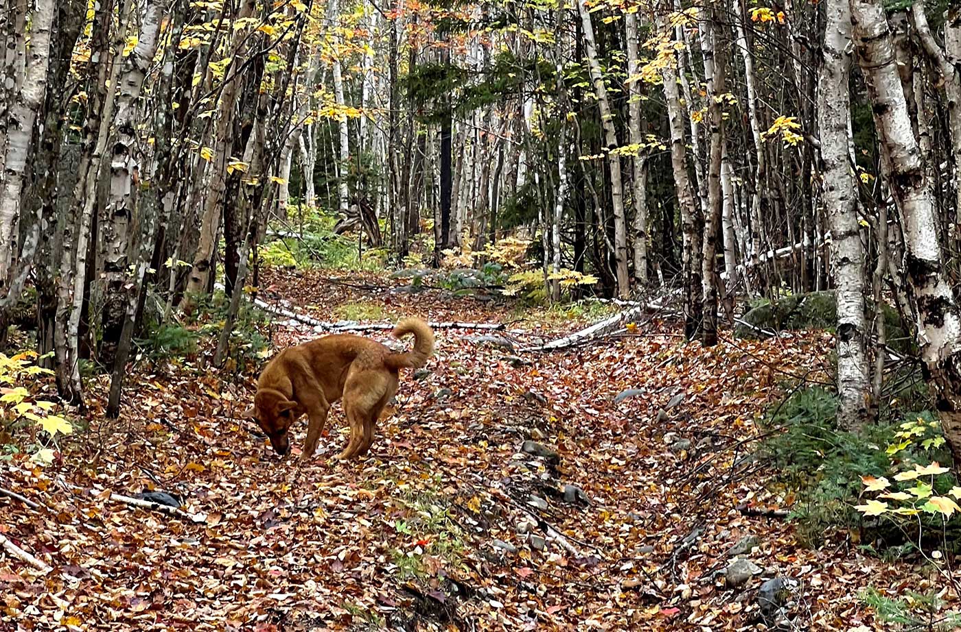 dog walking on leaf-covered trail through woods