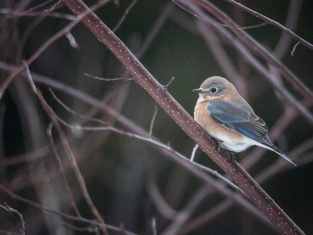 Eastern Bluebird sitting on leafless tree branch