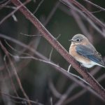 Eastern Bluebird sitting on leafless tree branch