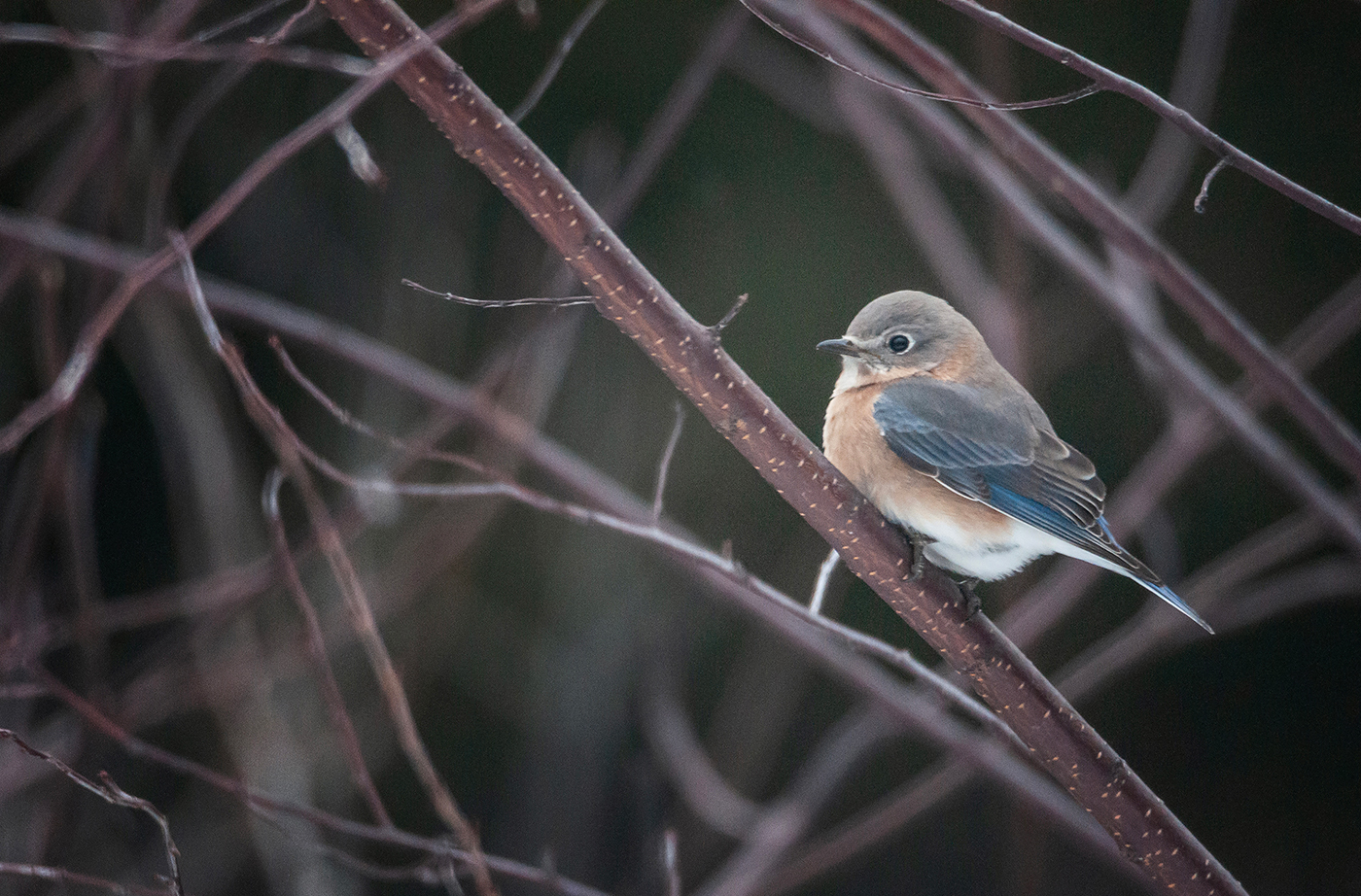 Eastern Bluebird sitting on leafless tree branch