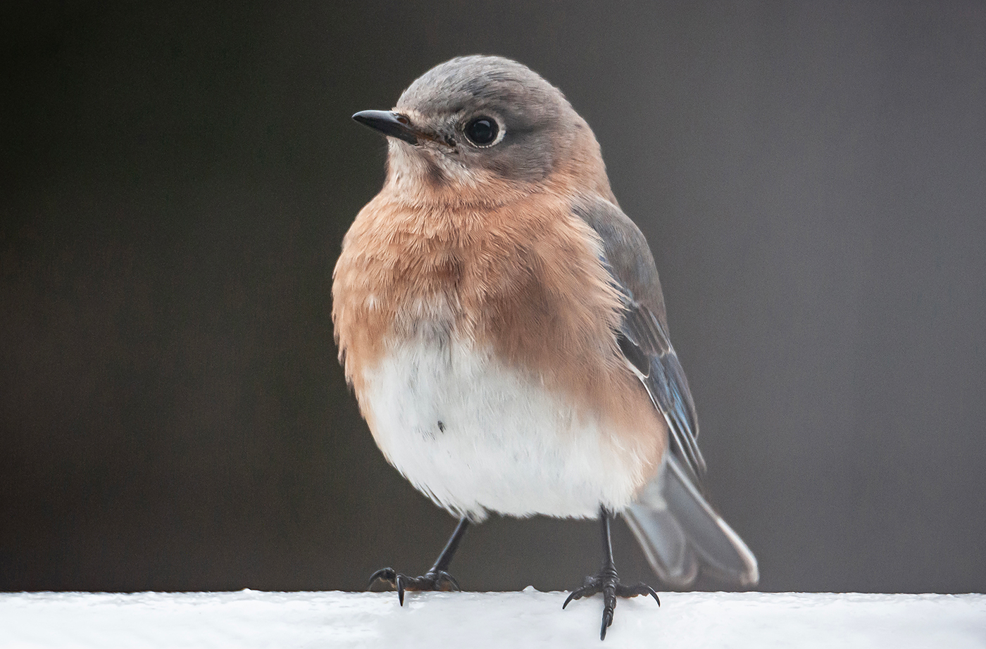 close up of female Eastern Bluebird sitting on railing