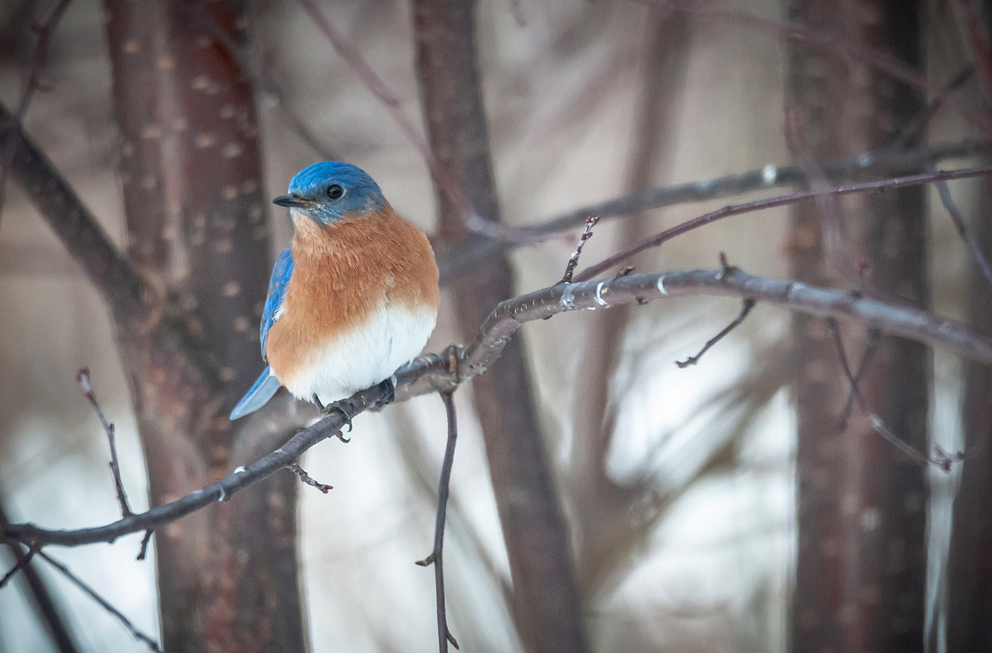 Eastern Bluebird sitting on leafless tree branch