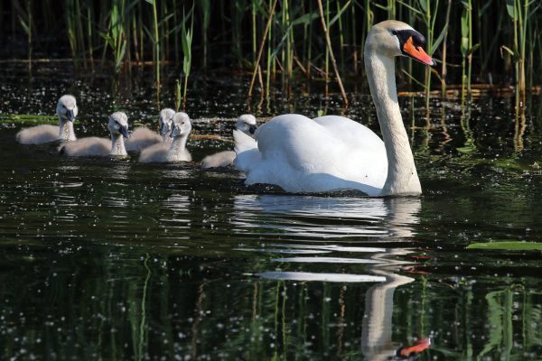 Swan and babies swimming in water