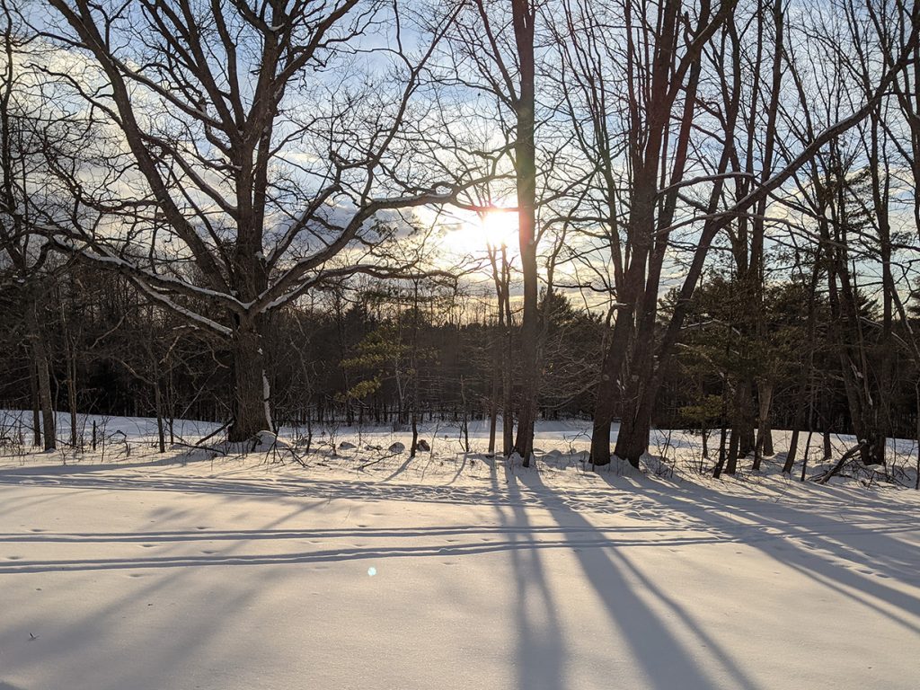 sunset behind trees and snow-covered ground