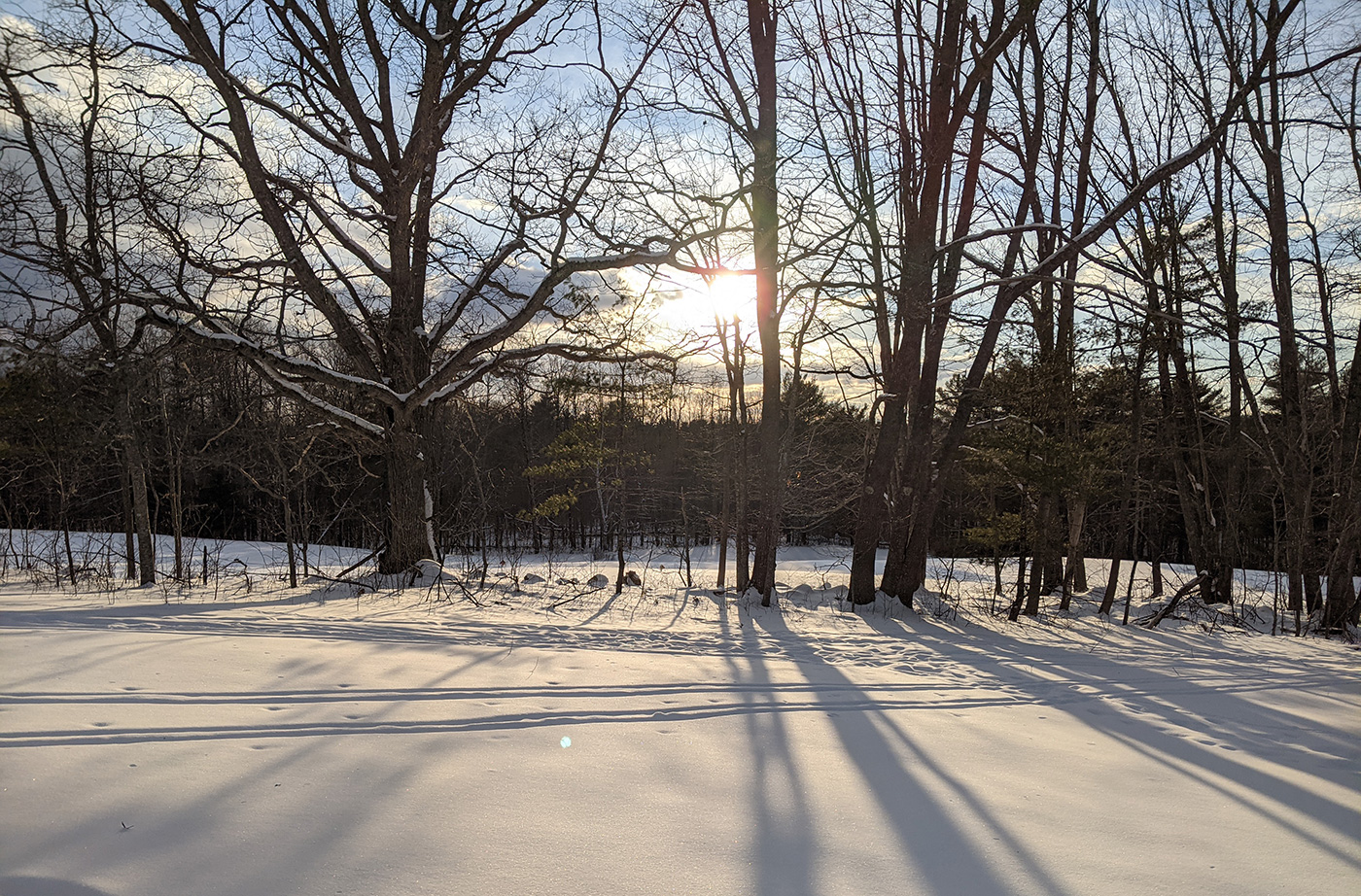 sunset behind trees and snow-covered ground