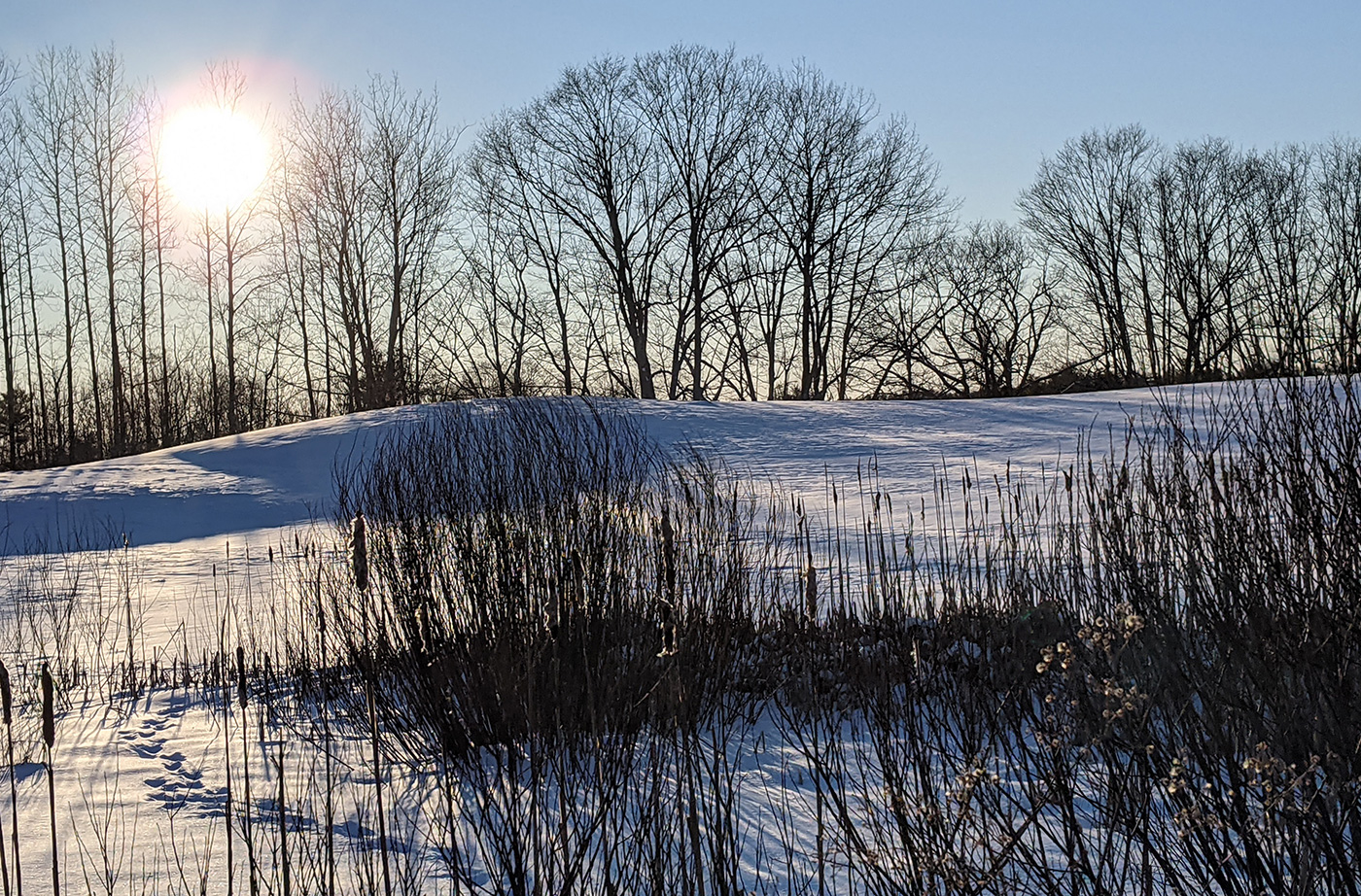 sunset behind trees and snow-covered ground