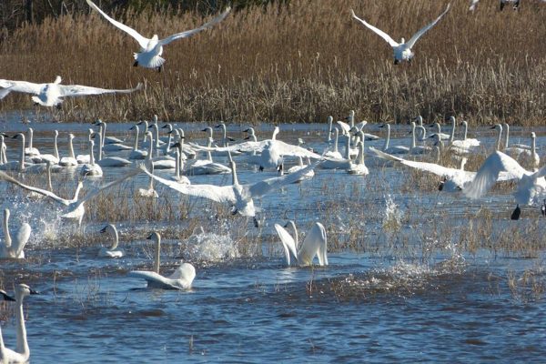 Swans in water and flying over water