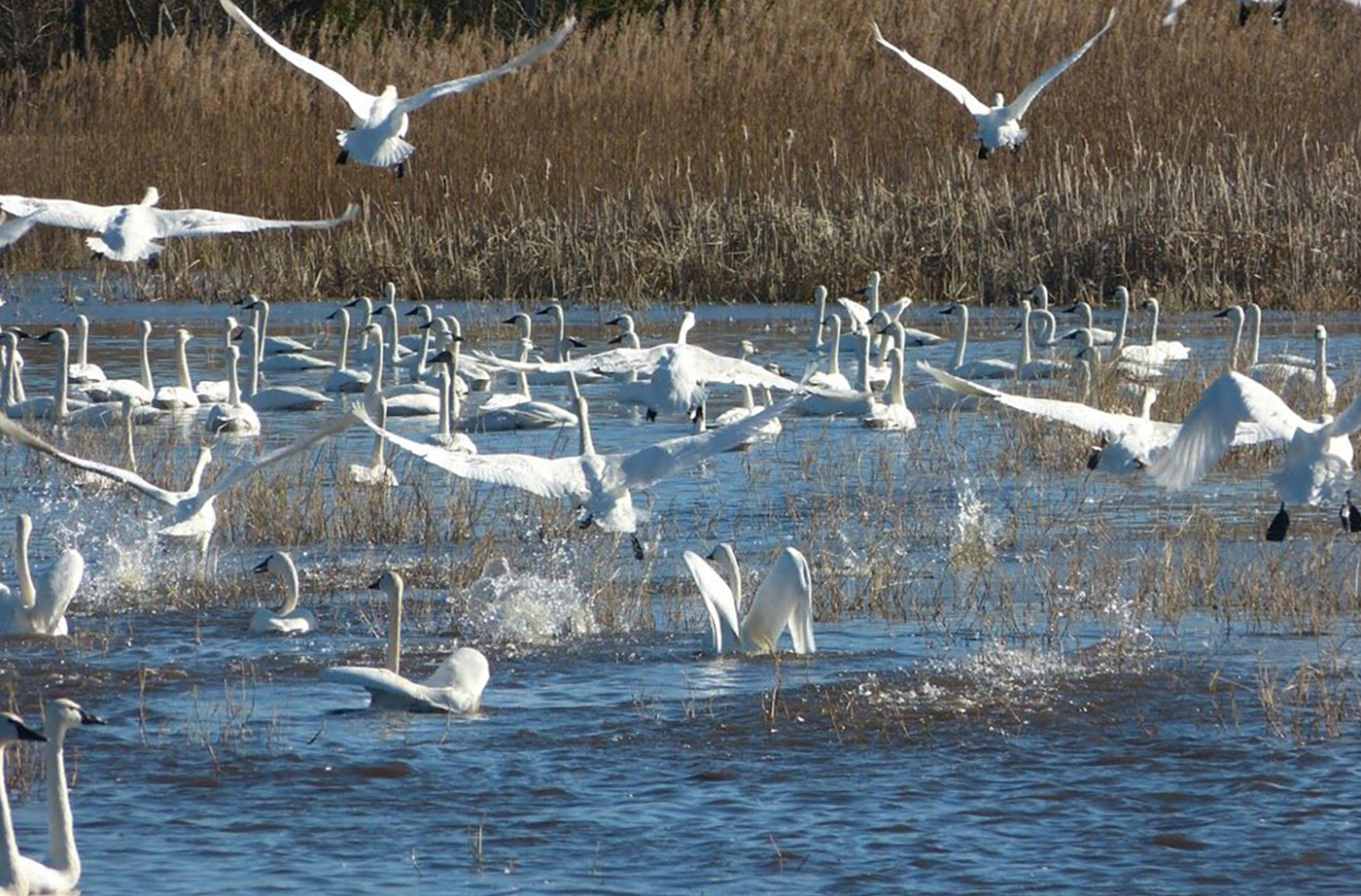 Swans in water and flying over water