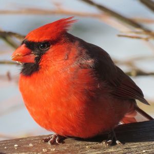 red cardinal sitting 