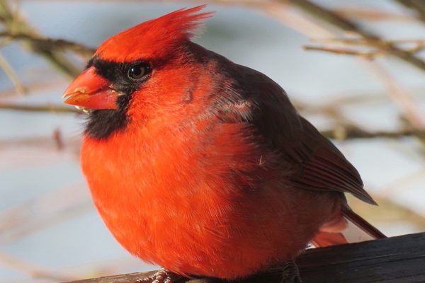 red cardinal sitting