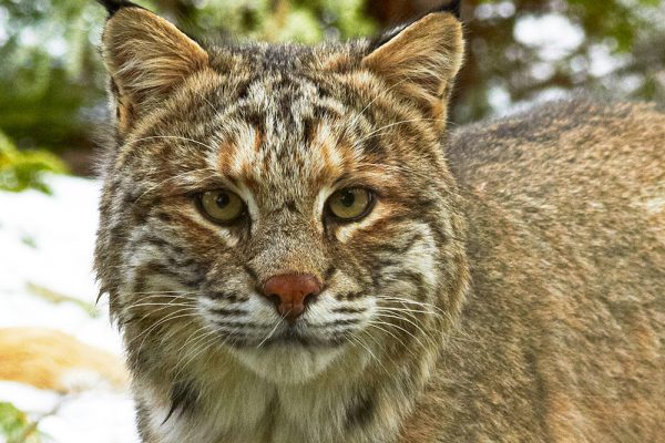 Bobcat